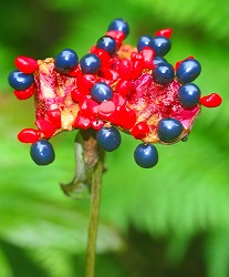 ベニバナヤマシャクヤク　果実は熟すと裂け、内面（不稔の実）は赤く、紺色の種子をつけます