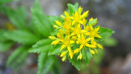 黄輪草・・・その名のとおり、鮮やかな黄色の５弁花を輪状に多数咲かせます