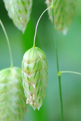 コバンソウ　その名のとおり「小判」のような特徴ある花穂