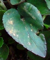 ナガハシスミレ　ハート型の葉