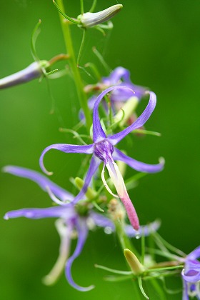 シデシャジン　花に近づいてみると・・・紫色の反曲した裂片が美しい