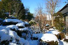 ７ｃｍほど雪が積もった庭