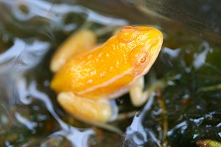 黄金色のカエル