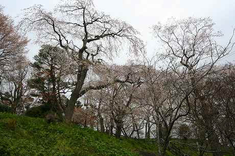 羽黒山の桜