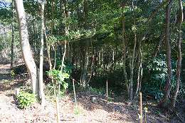 タブノキ、ヒサカキ、トベラなどが見られる林