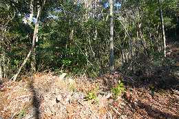 タブノキ、ヒサカキ、トベラなどが見られる林