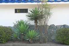 門前の植木4