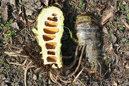 ドクゼリ　根茎には筍状の節があり、節間は中空