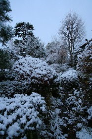 雪が積もった庭　午前７時